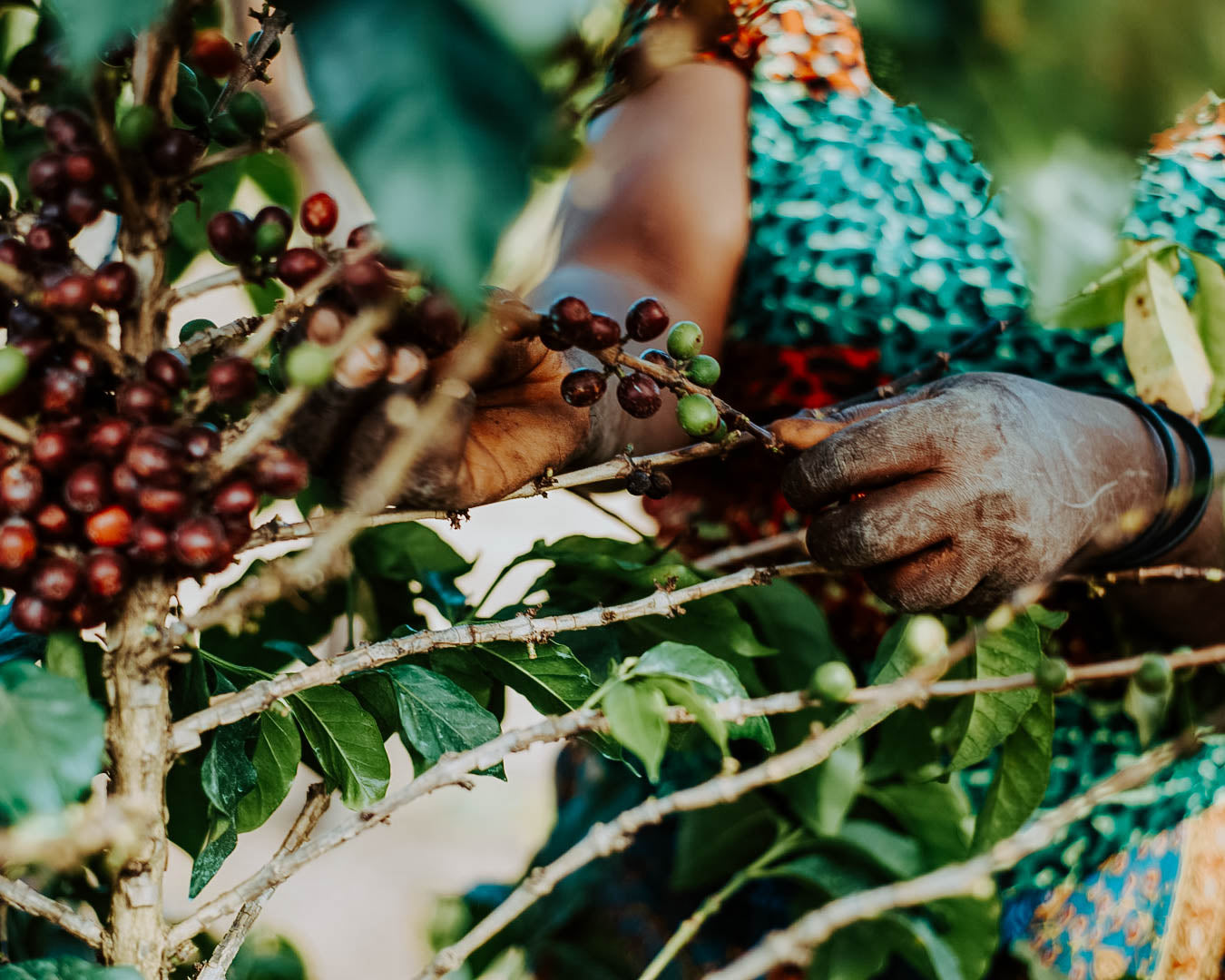 What is Single Origin?