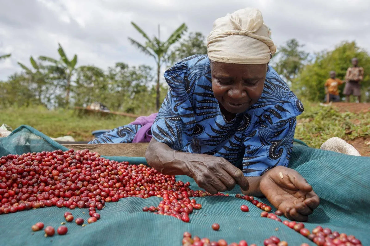 The Anaerobic Process in Coffee