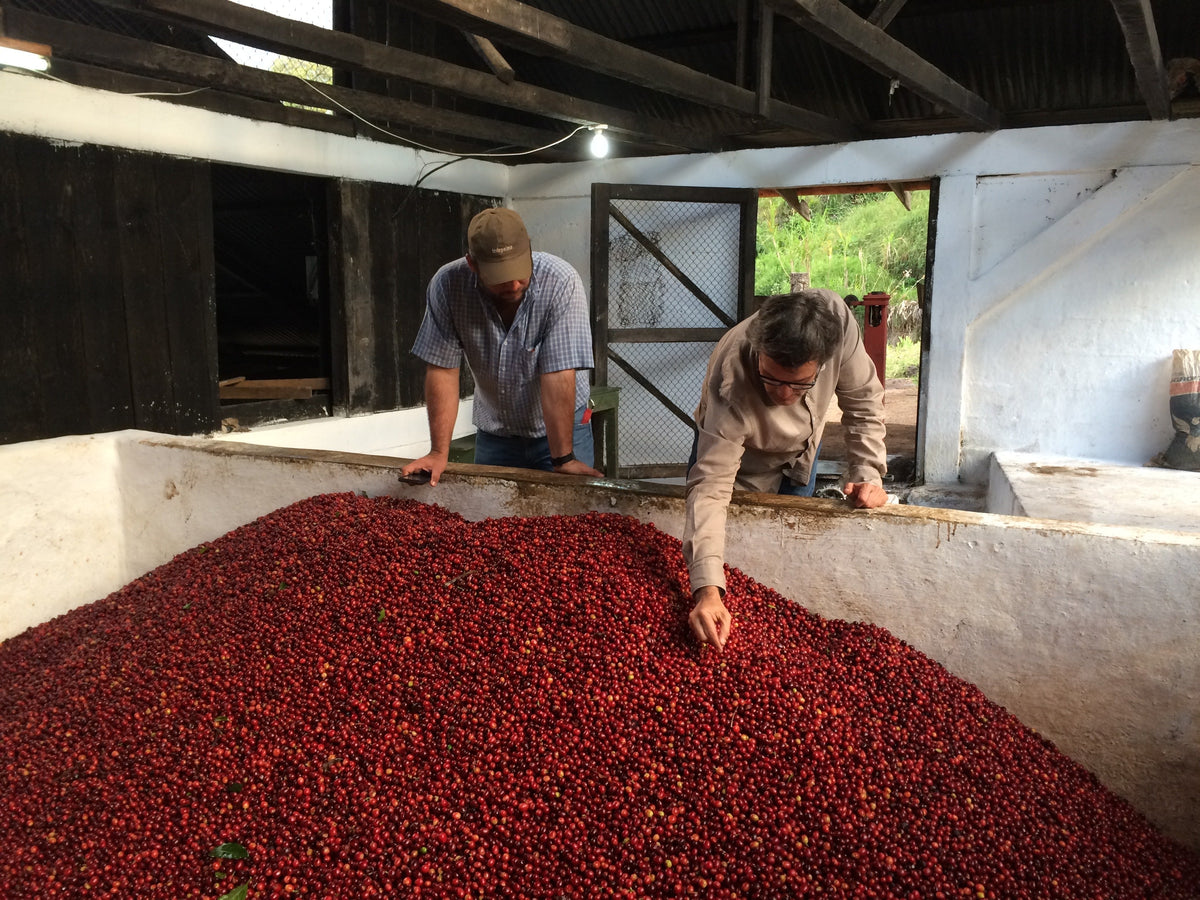 San Lorenzo X: A Guatemalan Coffee Built on Collaboration